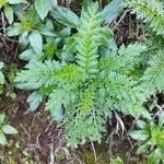 Artemisia annua Liść