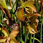 Sarracenia leucophylla 果實