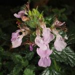 Teucrium divaricatum Flor