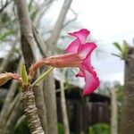 Adenium obesum Fleur