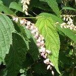 Clethra acuminata Folha