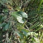 Smilax aspera Likasa