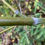 Phyllostachys sulphurea Casca