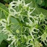 Echinocystis lobata 花