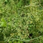 Euphorbia hyssopifolia पत्ता