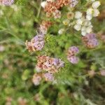 Phacelia ramosissima Кветка