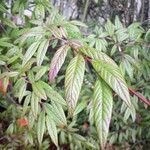 Cotoneaster salicifoliusFolla