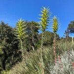 Puya chilensis 花