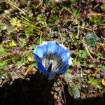 Gentiana depressa 花