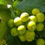 Ehretia dicksonii Fruit