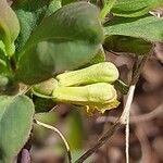 Lonicera caerulea Fiore