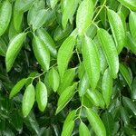 Cinnamomum verum Blad