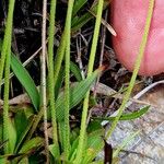 Androsace obtusifolia Ekosanga