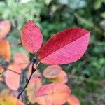 Amelanchier alnifolia Листок