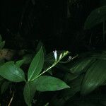 Spigelia hamellioides Tervik taim