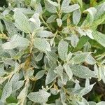 Salix lapponum পাতা