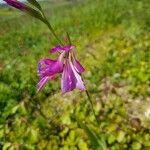 Gladiolus italicus Kwiat