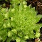 Sempervivum globiferum ഇല