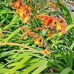 Crocosmia aurea Flor