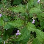 Priva lappulacea 形态