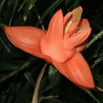 Freycinetia cumingiana Квітка