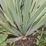 Sisyrinchium striatum Feuille