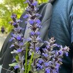 Ajuga genevensisBlüte