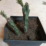 Austrocylindropuntia cylindrica Leht