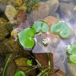 Heteranthera reniformis Folha