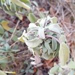 Salvia fruticosa Leaf