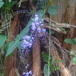 Hardenbergia comptoniana Liść