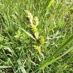 Carex tetrastachya ফল