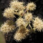 Combretum collinum Flower