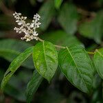 Xanthophyllum flavescens Flower