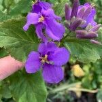 Orychophragmus violaceus Flower