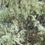 Juniperus oxycedrus Levél