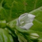 Spigelia humboldtiana 花
