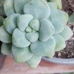 Sedum clavatum 叶