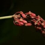 Isertia spiciformis Цветок