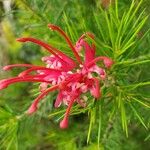 Grevillea rosmarinifolia Цветок