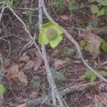 Cornus floridaFlower