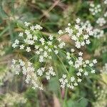 Falcaria vulgaris Flower