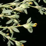 Stylosanthes scabra Flower