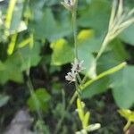 Linaria micrantha Flor