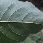 Casearia corymbosa Leaf