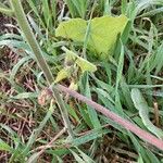 Abutilon theophrastiLeaf