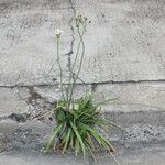 Nothoscordum borbonicum Habit