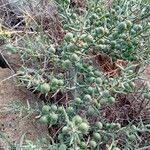 Asparagus horridus Fruit