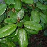 Elaeagnus × submacrophylla Hoja