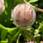 Trifolium tomentosum Blüte